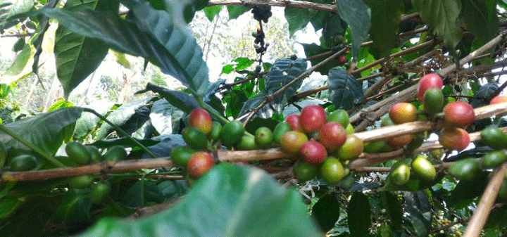 Alarm Bahaya dari Kilau Bisnis Kopi