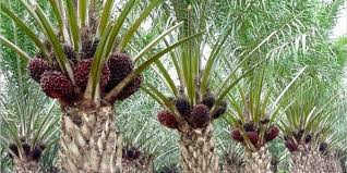 Pemerintah Terus Dorong Peningkatan Produksi CPO Meski ada Moratorium Sawit