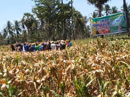 Kementerian Pertanian Safari Panen Jagung di Jawa Timur dan Sulawesi Selatan