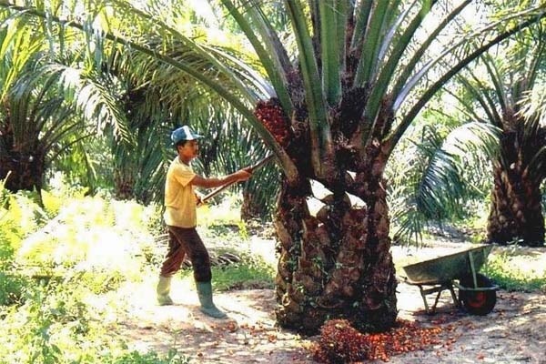 Ini Bentuk Perlawanan Indonesia atas Diskriminasi Kelapa Sawit Oleh UE