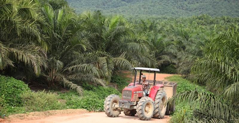 Hingga Akhir 2018, PT Sawit Sumbermas Sarana (SSMS) Targetkan Penjualan CPO Capai 400.000 ton