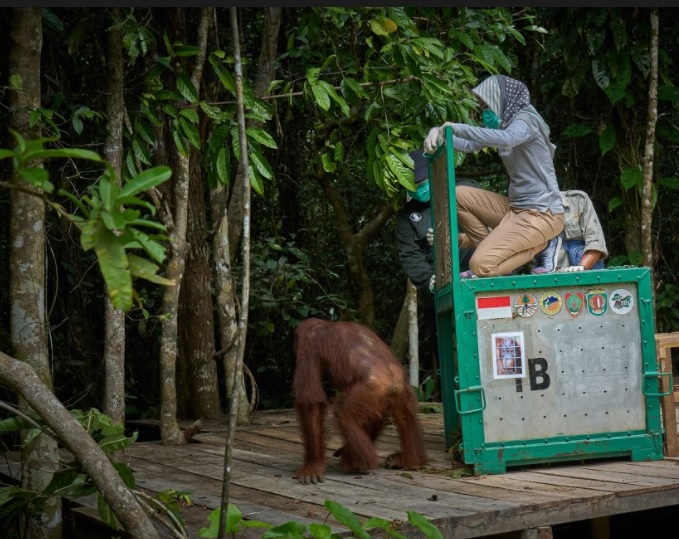 PT. Sawit Sumbermas Sarana (SSMS) - Yayasan BOS Pindahkan Dilla, Mawas dan Jeliva, Tiga Orangutan ke Pulau Salat
