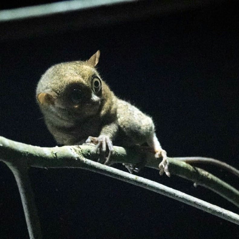 Species Hewan Langka Dan Endemik