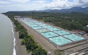 Rugi Hingga Rp6,3 Triliun, Kelangsungan Usaha Central Proteina Prima (CPRO) Diragukan