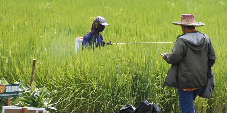 Jalankan Arahan Menteri BUMN, Pupuk Kaltim Siap Rambah Pasar Pupuk Nonsubsidi