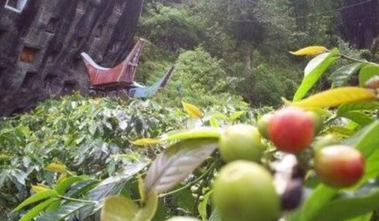 Keren! Melalui Ajang Specialty Coffee Expo 2021, Kopi Indonesia Perluas Pasar ke Amerika