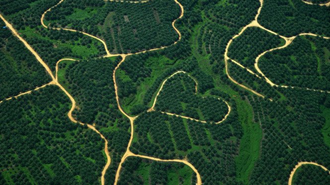 Tujuh Anak Usaha Krisis Finansial, Ini Skema Penyelamatan Golden Plantation (GOLL)