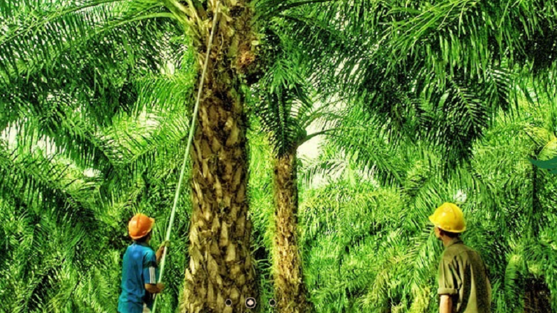 Jual Mutiara Agam, Provident Agro (PALM) Minta Restu Pemegang Saham Independen