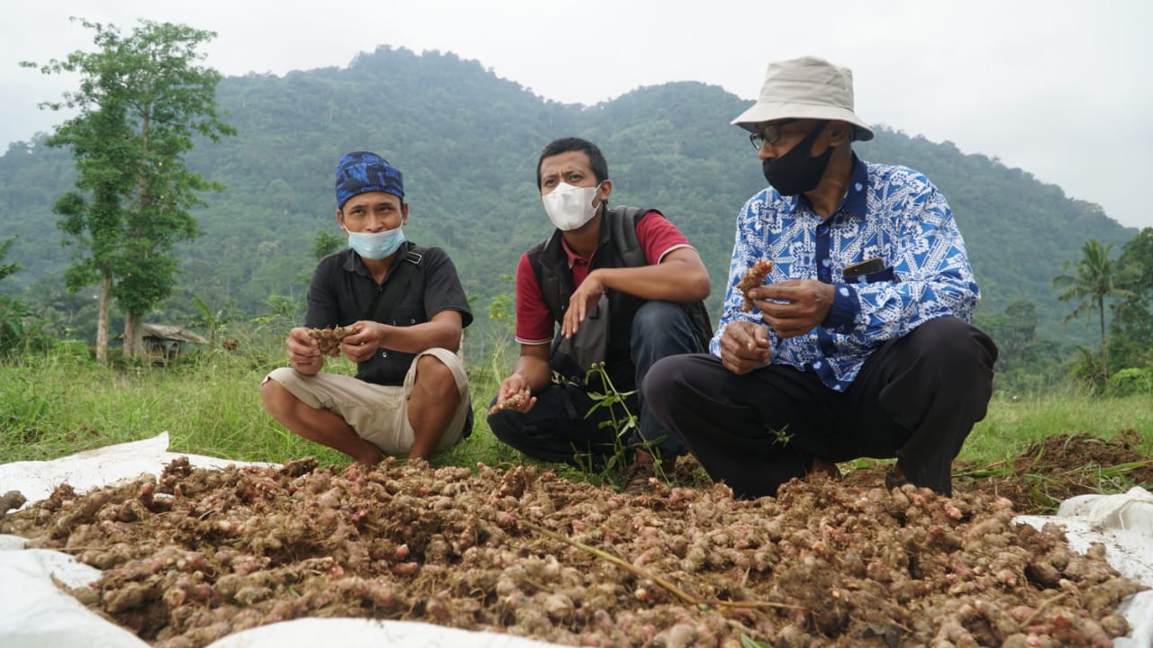 Petani Jahe Merah Binaan YDBA - Bintang Toedjoe di Lebak Banten Panen Perdana