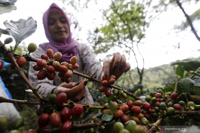 Australia Teken Kontrak Pembelian Kopi dan Kertas Senilai USD45,2 Juta