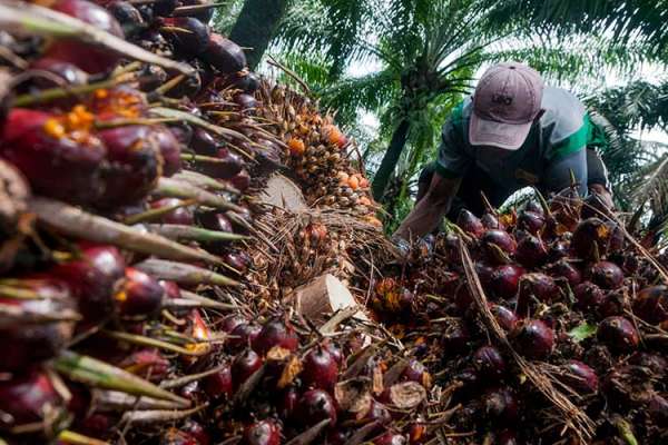 Serok 13,94 Juta Saham Pinago (PNGO), Hasan Tantri Rogoh Kocek Puluhan Miliar Rupiah