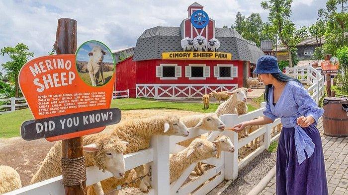 Cimory Tetapkan Harga IPO Rp3.080 per Saham, Cek Jadwalnya