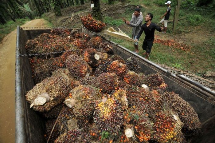 Jual Anak Usaha Rp10 Miliar, Ini Rupanya Alasan Eagle High Plantations (BWPT)