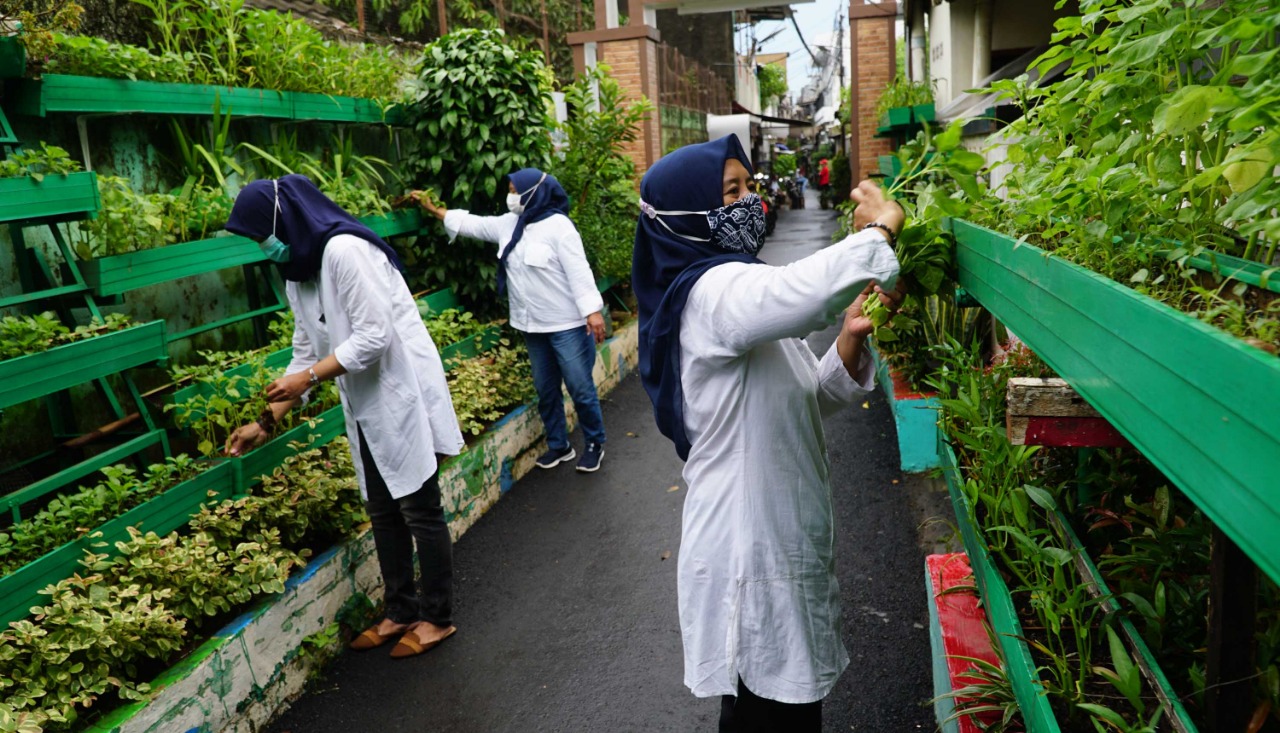 Kelompok Wanita Tani KBA Karina Ajak Masyarakat Hidup Sehat dengan Urban Farming