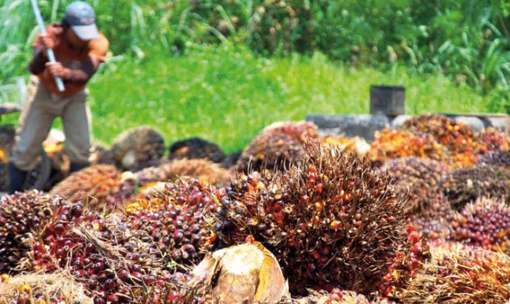 Provident Agro (PALM) Tebar Dividen Interim Rp304 Miliar, Ini Jadwalnya