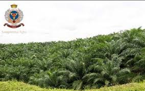 Ganti Preskom, Sampoerna Agro (SGRO) Tarik Kembali 71,37 Juta Saham Hasil Buy Back