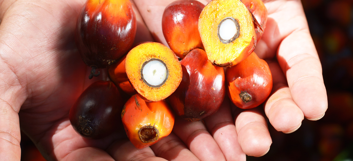 Sinar Mas Agro (SMAR) Tawarkan Obligasi Rp1 Triliun Bunga 5-8,25 Persen, Ini Jadwalnya