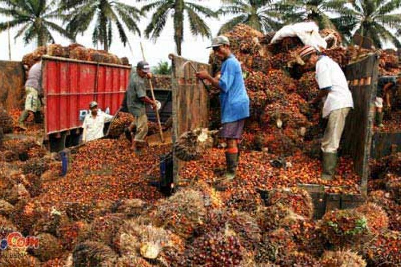 Mendag: DMO dan DPO Minyak Goreng Tak Boleh Rugikan Petani Kelapa Sawit