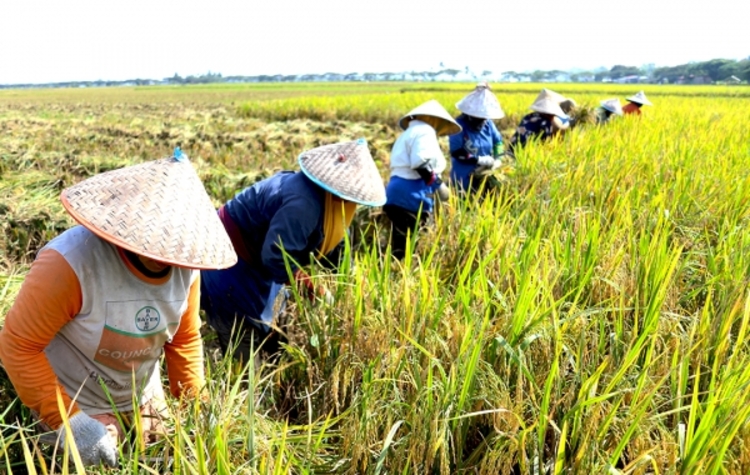 Nilai Tukar Petani Bulan Januari 2022 Naik 0,30 Persen