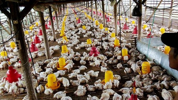 Anak Usaha Charoen Pokphand (CPIN) Beli Aset Rp26 Miliar di Lampung