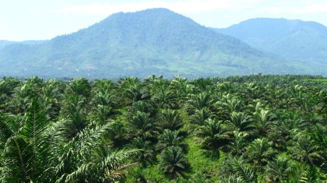 Kelola 19.091 Ha Perkebunan, Sawit Mandiri Lestari Kedepankan Prinsip Keberlanjutan Bisnis