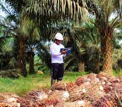 FAP Agri (FAPA) Kantongi Dividen dari Anak Usaha Rp12,35 Miliar