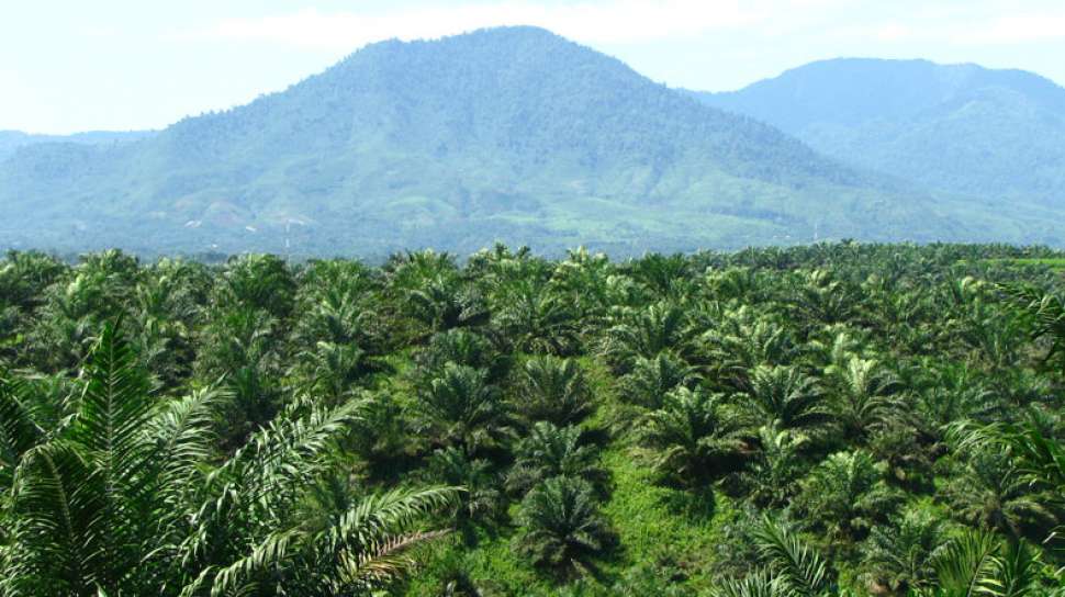 Sertifikasi ISPO, Sawit Mandiri Lestari Telah Menyelesaikan Audit Tahap II
