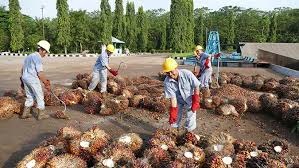 Laba Austindo Nusantara (ANJT) Melesat 1.900 Persen di 2021, Ini Pemicunya