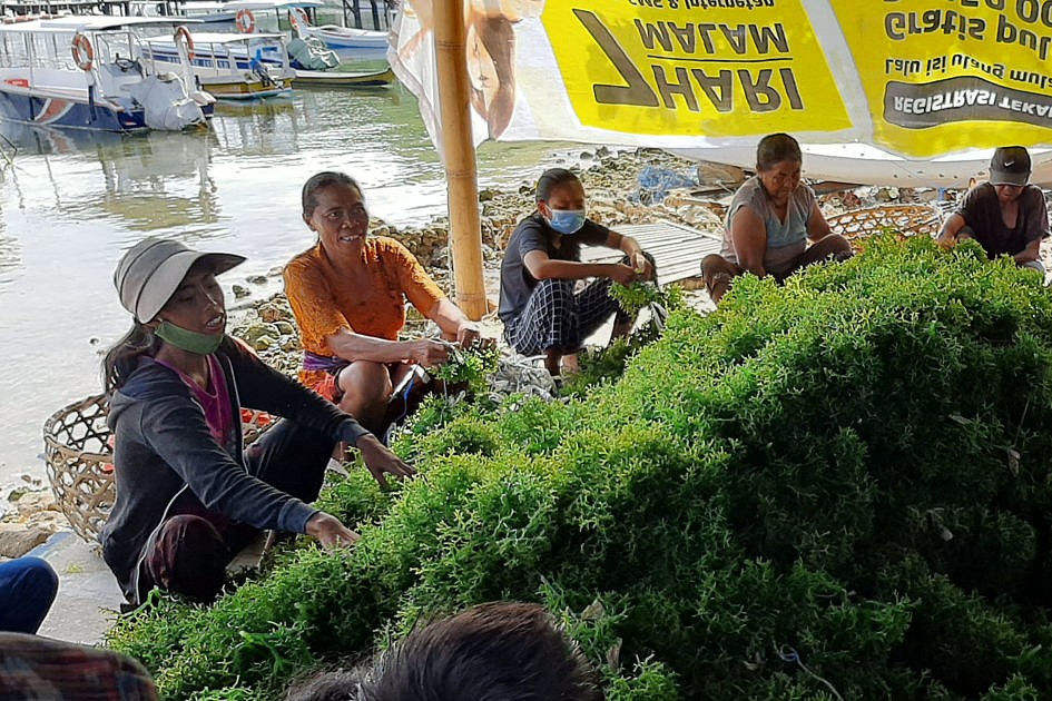 Pembangunan Berbasis Ekonomi Biru, KKP Manfaatkan Rumput Laut Sebagai Penggerak