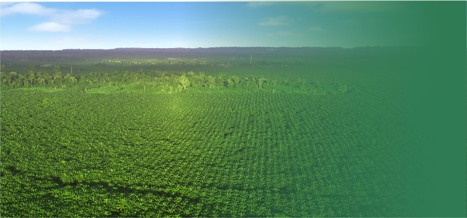 Patok Harga IPO Rp 580, Ini Jadwal dan Rencana Alokasi Dana Teladan Prima Agro (TLDN)