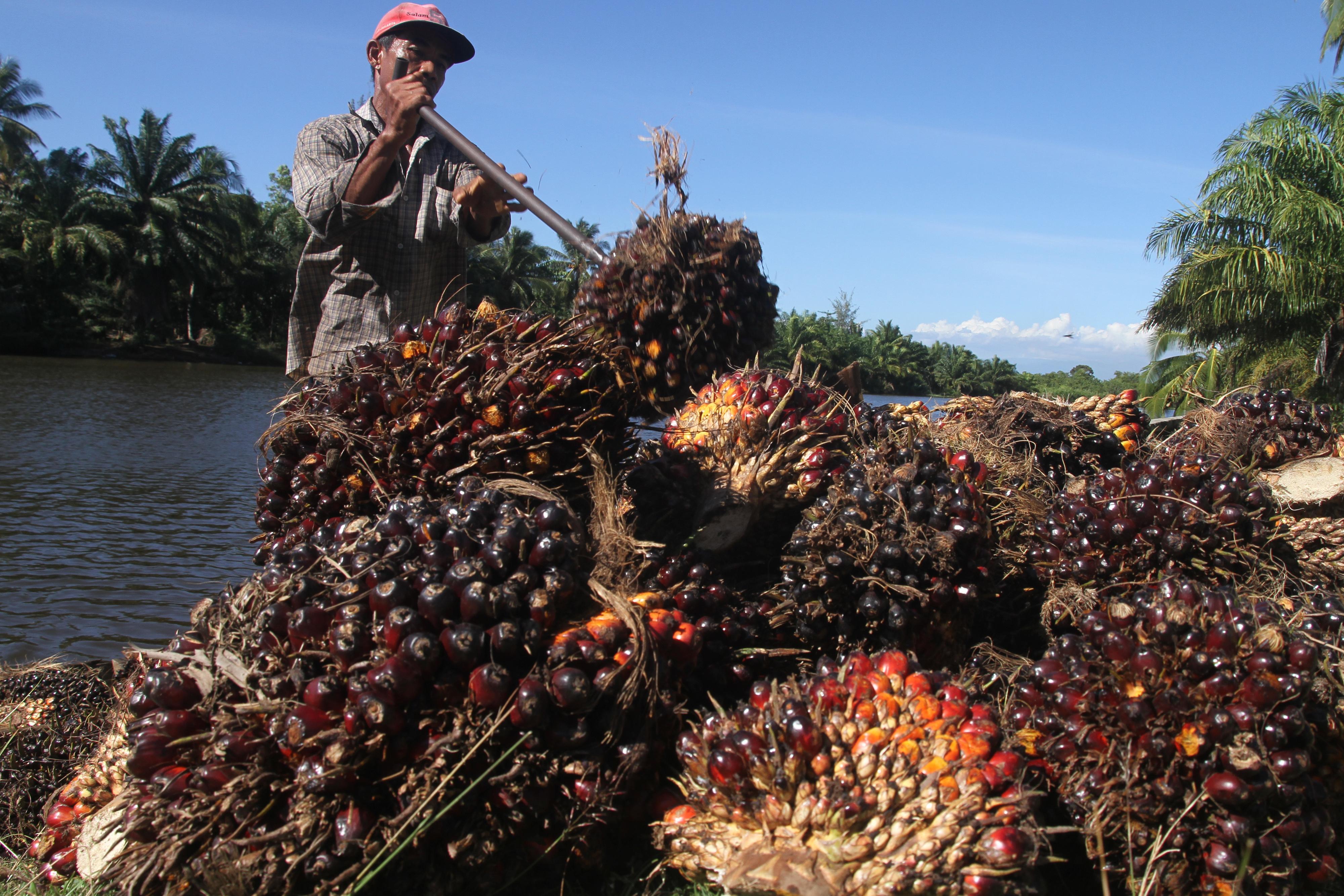 Astra Agro (AALI) Siap Cairkan Sisa Dividen Rp395 per Lembar, Cek Jadwalnya