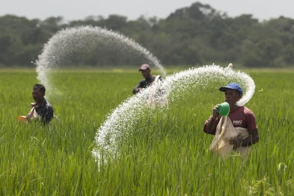 Sudah Meresahkan Petani dan Rugikan Negara, Jaksa Agung Serius Berantas Mafia Pupuk