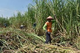 Pemerintah Diminta Jangan Buka Keran Impor Gula, APTRI Jamin ProduksiĀ Petani Cukup