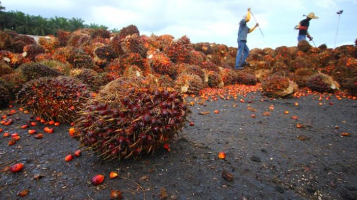 Mantul, Triputra Agro (TAPG) Tabur Dividen Rp496,31 Miliar