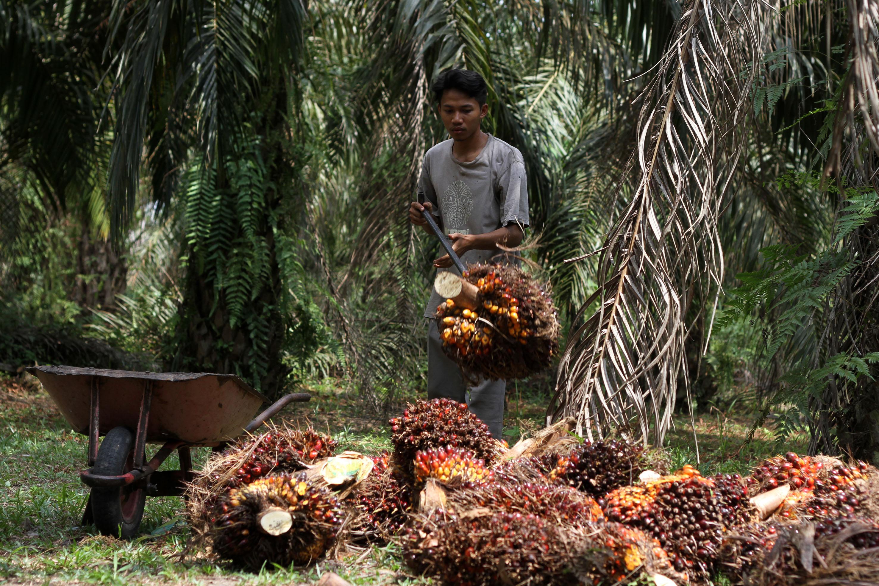 Penjualan Merosot, Laba Bersih PP London Sumatera (LSIP) Jadi Rp305 Miliar
