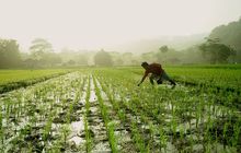 Petani menanam padi. dok. Pikiran Rakyat. Ngeri-ngeri Sedap! Krisis Pangan Sudah di Depan Mata, Mentan Lakukan Ini