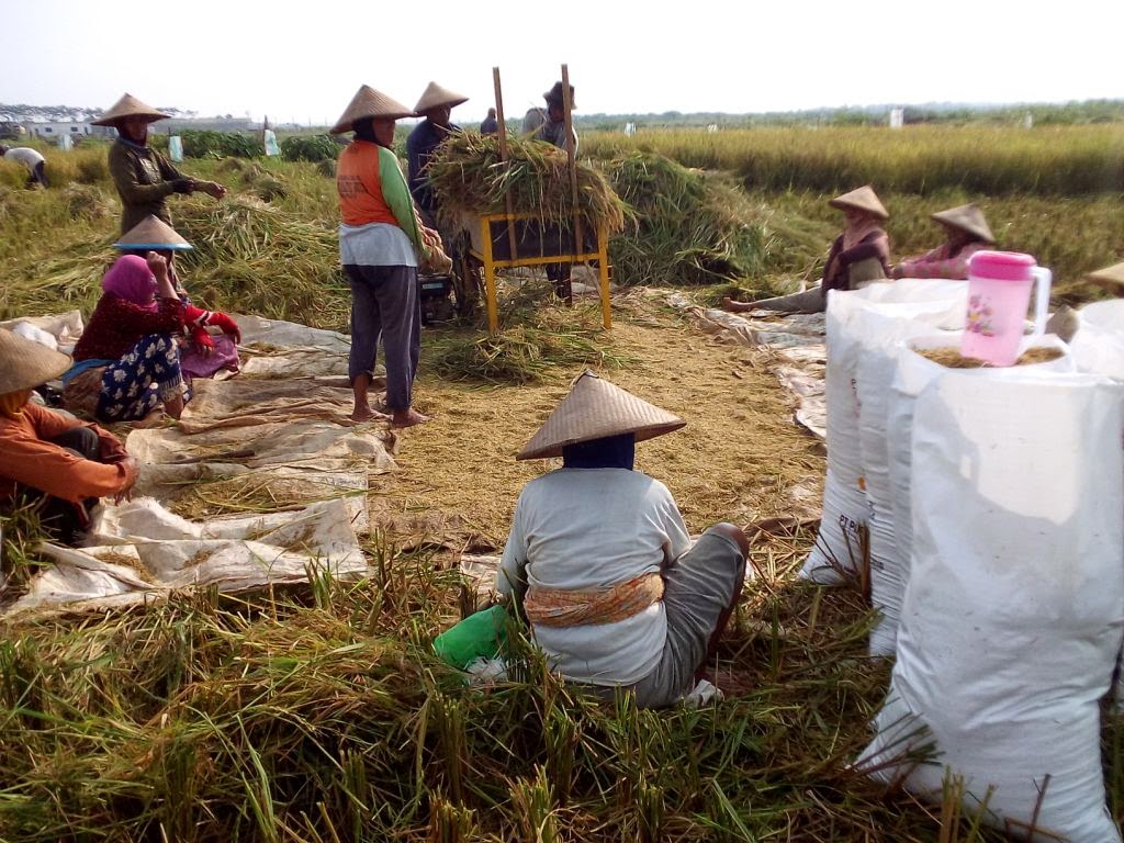 Nilai Tukar Petani Juni 2022 Sebesar 105,96, Naik 0,52 Persen