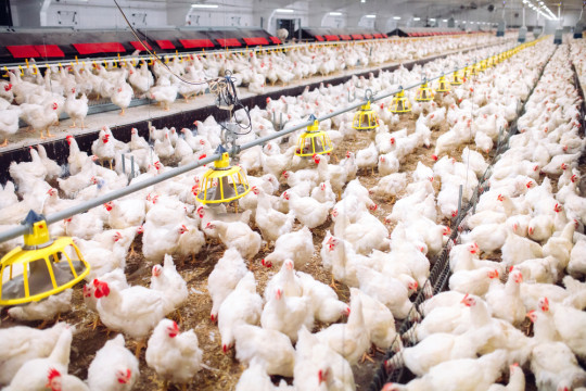 Patenkan Harga IPO Rp100, Dewi Shri (DWEI) Berpotensi Raup Rp70 Miliar