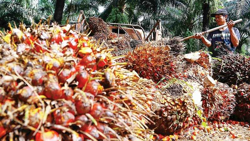 Meroket 338,5 Persen, Semester I-2022 Laba Triputra Agro (TAPG) Terakumulasi Rp1,77 T