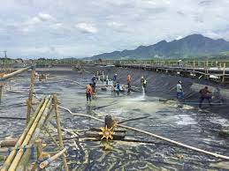 Listing Besok, Perusahaan Budidaya Ikan Air Payau Pasang Harga Rp100 per Saham, Minat?