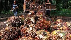 Kelapa sawit. Investo.id. Kembangkan Industri Pengolahan Minyak Sawit, TLDN dan Posco Berkolaborasi