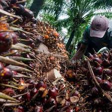 Kelapa sawit. dok. Bisnis..jpg Pemerintah Inisiasi Program Biodiesel B40, GAPKI Siap Pasok CPO