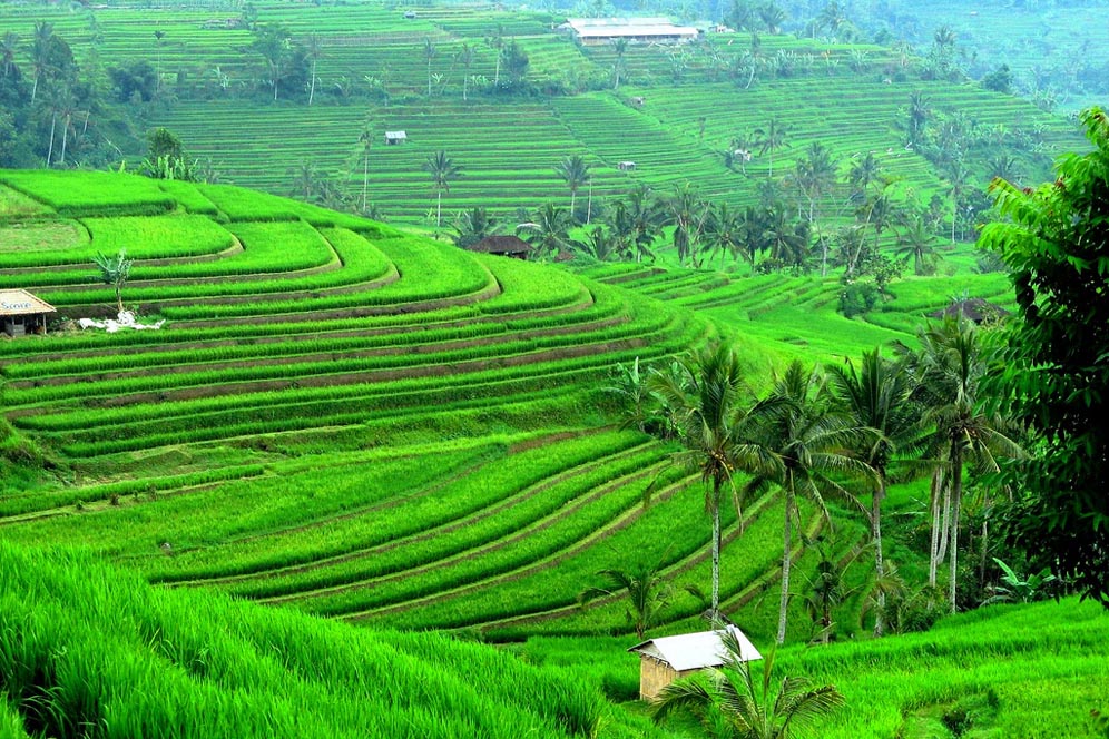 Sawah menghijau dok Pegipegi. Di Kota Batu, Mentan Minta KTNA Ikut Rumuskan Rekomendasi Penguatan Produksi Pangan