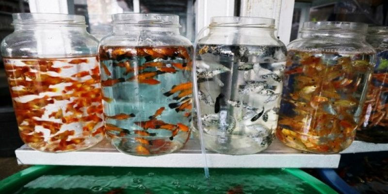 Potensi Bisnis Sangat Besar, Ikan Hias Air Tawar Indonesia Siap Go Global