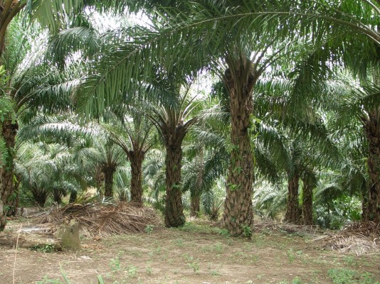 Kebun kelapa sawit. dok. Info Sawit. Targetkan CPO Indonesia jadi Acuan Harga Dunia, Kita Dukung Langkah Bappebti