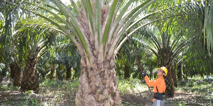Harga Referensi Produk CPO Naik 7,98 Persen Pada Periode November 2022
