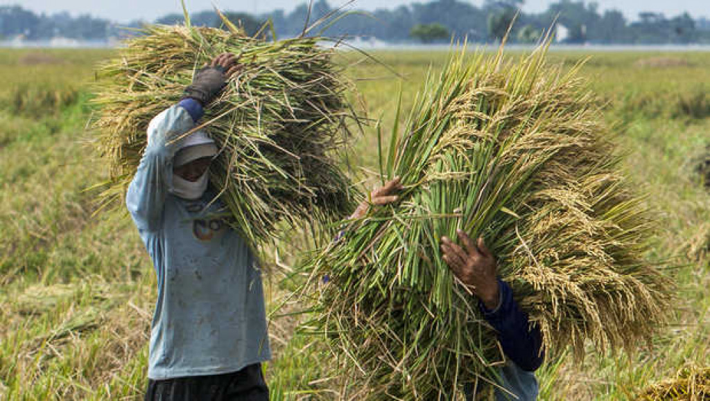Petani padi panen. Dok. Wahana News. Implementasi Perpres CPP, Daerah Ditargetkan Miliki Neraca Pangan pada 2023