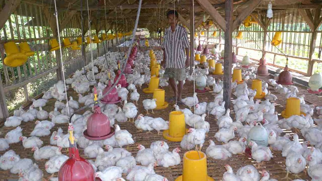 Peternakan ayam dok Suara NTB. Peternakan yang Terapkan Kesejahteraan Hewan Dapat Mengurangi Penggunaan Antimikroba