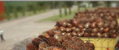 PT Gozco Plantation Tbk (GZCO), dok EmitenNews. Gozco Plantations (GZCO) Catat Penjualan Bersih Rp381, 6 Miliar di Kuartal III