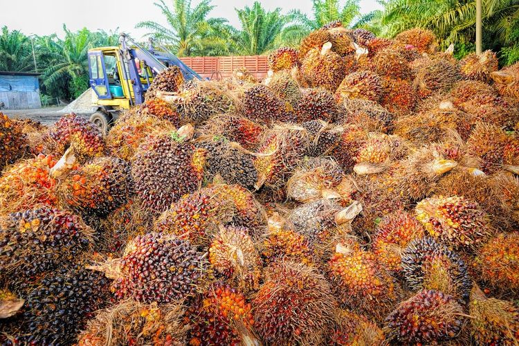 Naik Minimalis, Laba London Sumatra (LSIP) Kuartal III-2022 Senilai Rp764,24 Miliar
